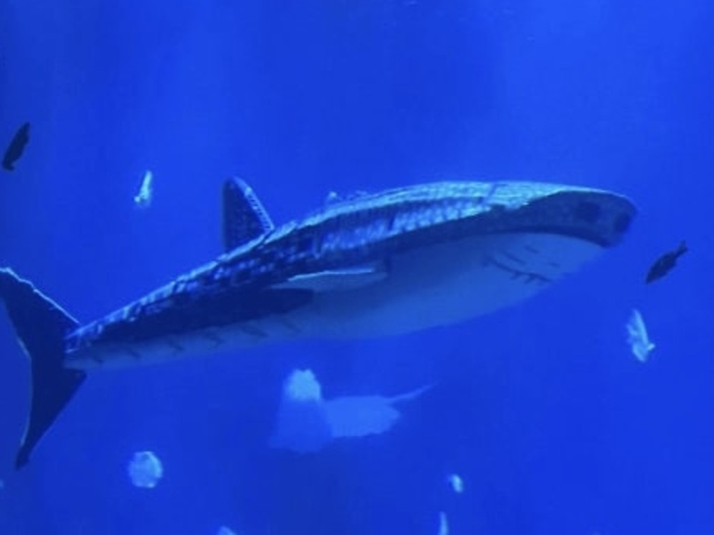 Visitors watching the fake shark swim around. Picture: Jam Press