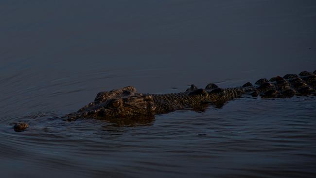 The man captured and restrained the large crocodile at Peter Faust Dam while on an evening fishing trip in September. Picture: Che Chorley