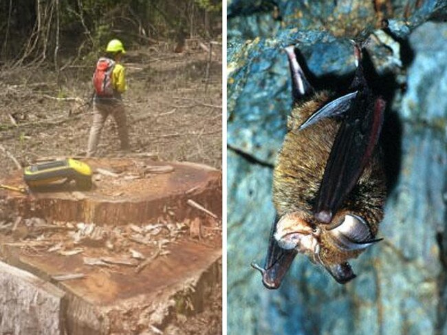 Forestry’s hefty fine after ‘unlawful’ logging threatens bats