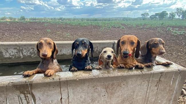 The five farm snags at Cattle Creek made the top seven in Dalby's cutest pup for 2023. Picture: Contributed.