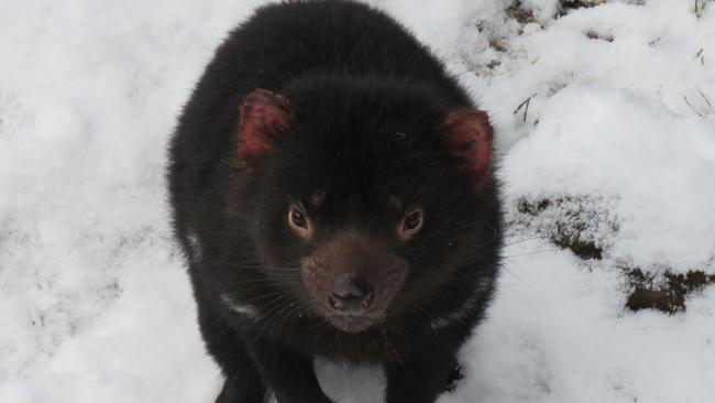 Tasmanian devils in the snow at Cradle Mountain. Picture: DEVILS AT CRADLE