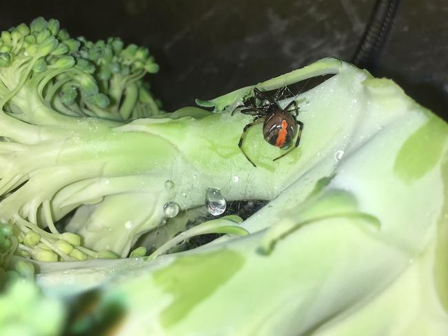 Nearly 100 redback spiders have been found in supermarket broccoli since 2016. Picture: Hort Innovation/Applied Horticultural Research