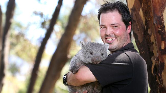 Bonorong Wildlife Sanctuary Director Greg Irons with a wombat being rehabilitated at Brighton. Picture: CHRIS KIDD