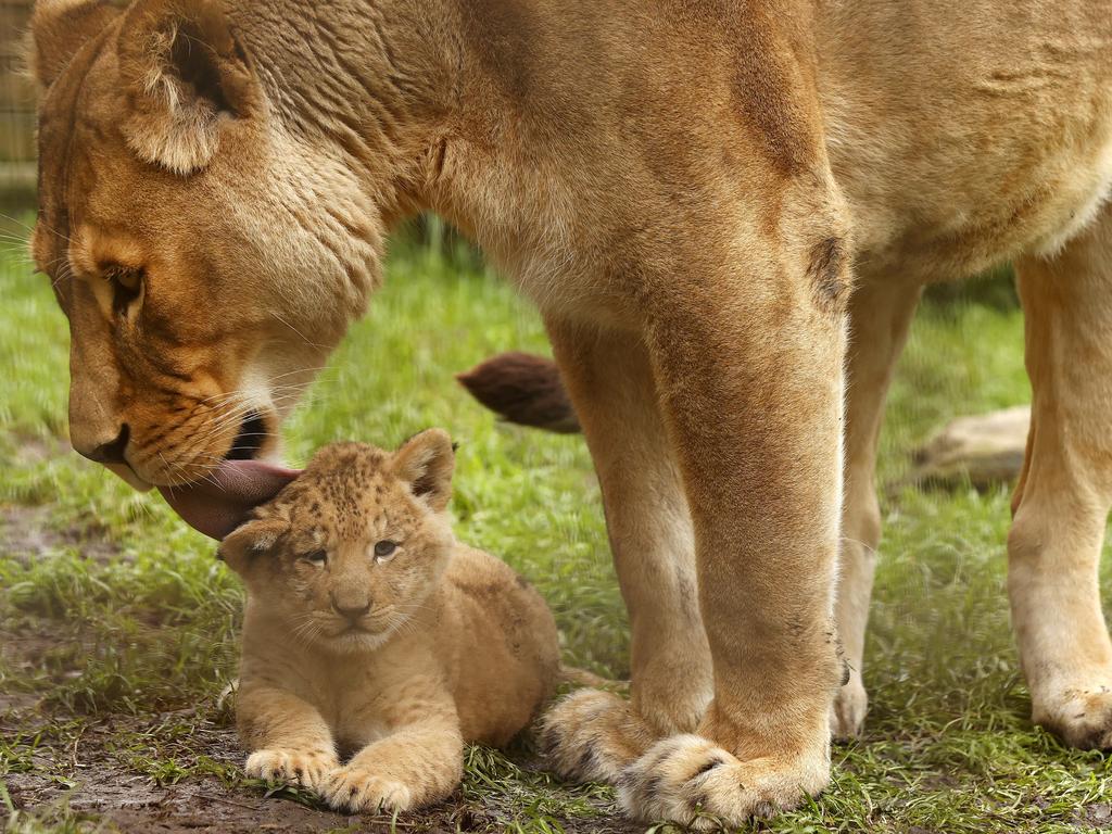 7 week-old Lion cub Roc with mum Chitwa at the Mogo Wildlife Park. Picture: Jonathan Ng