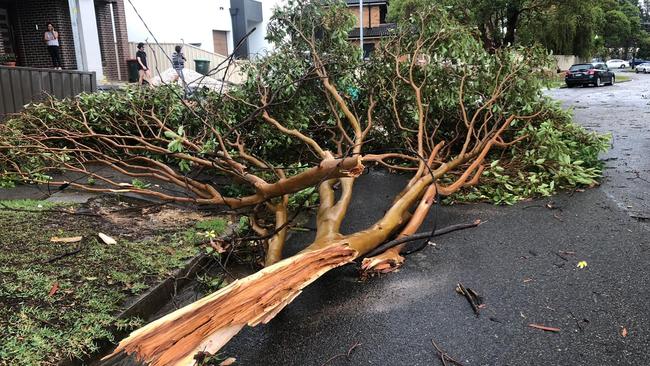 A fallen tree tangled in powerlines at Minnamurra Ave in Miranda. Picture: Kristie Stubbs