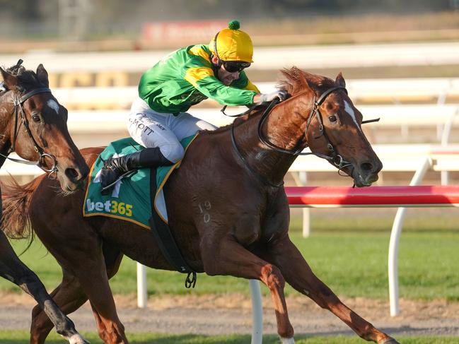 Regal Zeus wins the Golden Mile at Bendigo in April. Picture: Scott Barbour-Racing Photos via Getty Images