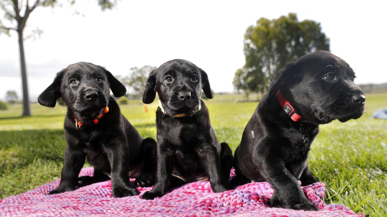 Six-week old pups Meeka, Maple and Milo from Guide Dogs Queensland. Picture: Josh Woning