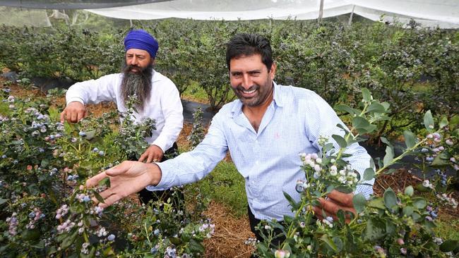 Brothers Jas (left) and Bob Benning at their blueberry farm in Woolgoolga, just north of Coffs Harbour, NSW. Picture: Lindsay...