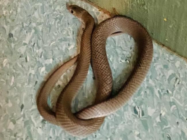 Student finds snake in a Willunga classroom. Picture: Facebook
