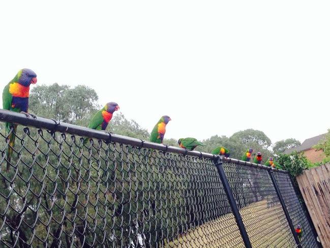 Van O'Grady found a number of rainbow lorikeets chilling in Macquarie Links. #SnapSydney #SnapSydney2016 #SnapMacarthur