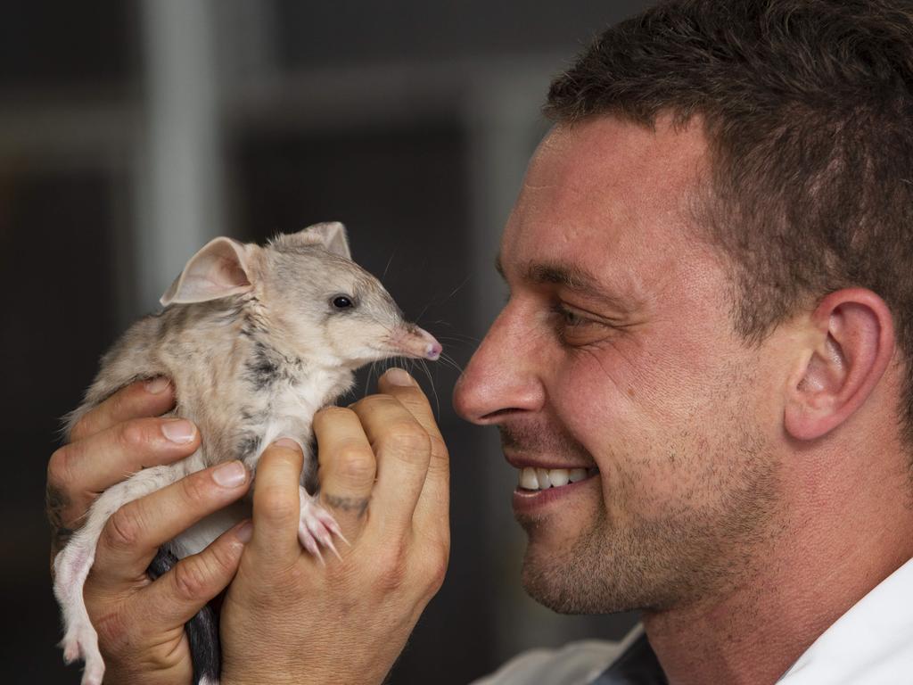 Featherdale Wildlife Park welcomes its first bilby joey | Daily Telegraph