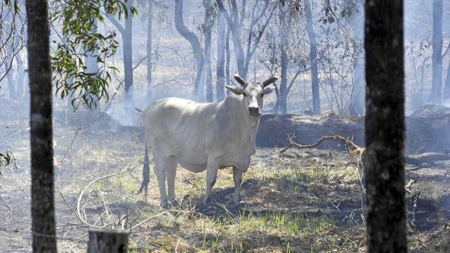 PLAN AHEAD: Animal owners are being urged to prepare a plan for their animals this fire season. Picture: Brenda Strong  GLA021011FIRE