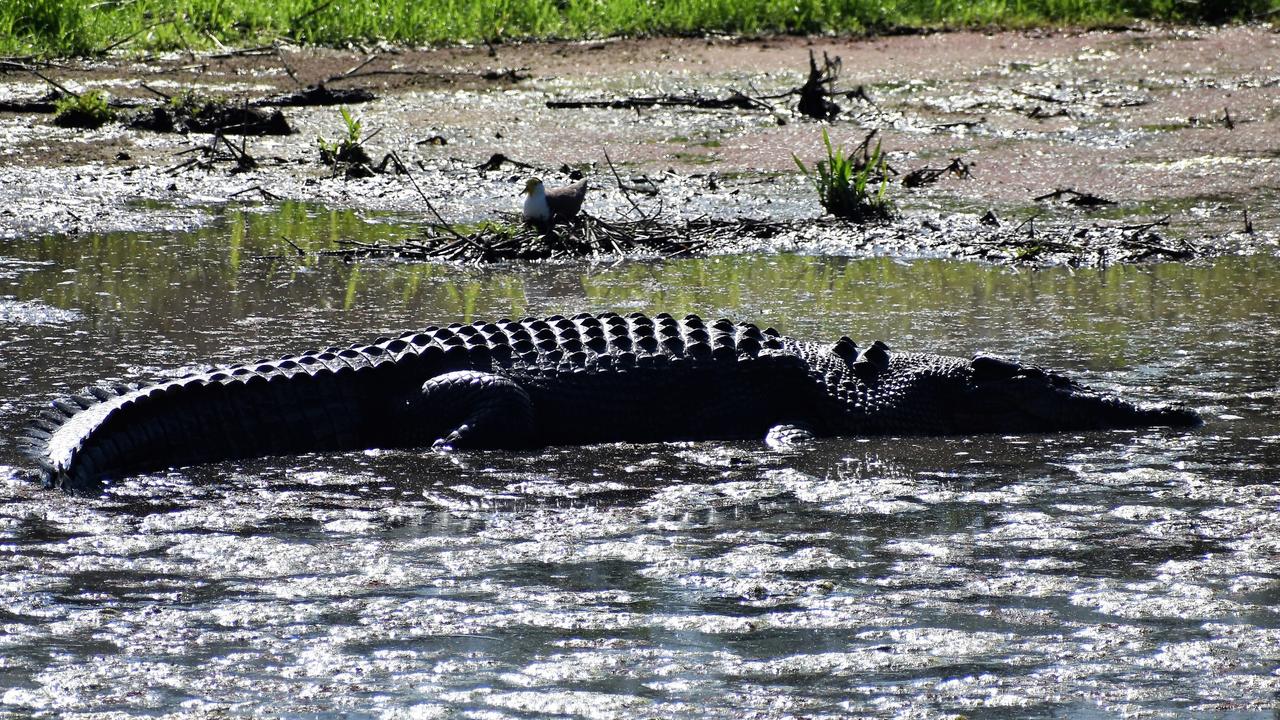 Male saltwater crocodiles can grow up to 6 metres. Picture: Cameron Bates