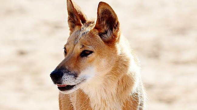 An alpine dingo. Picture: Dingo Discovery Centre