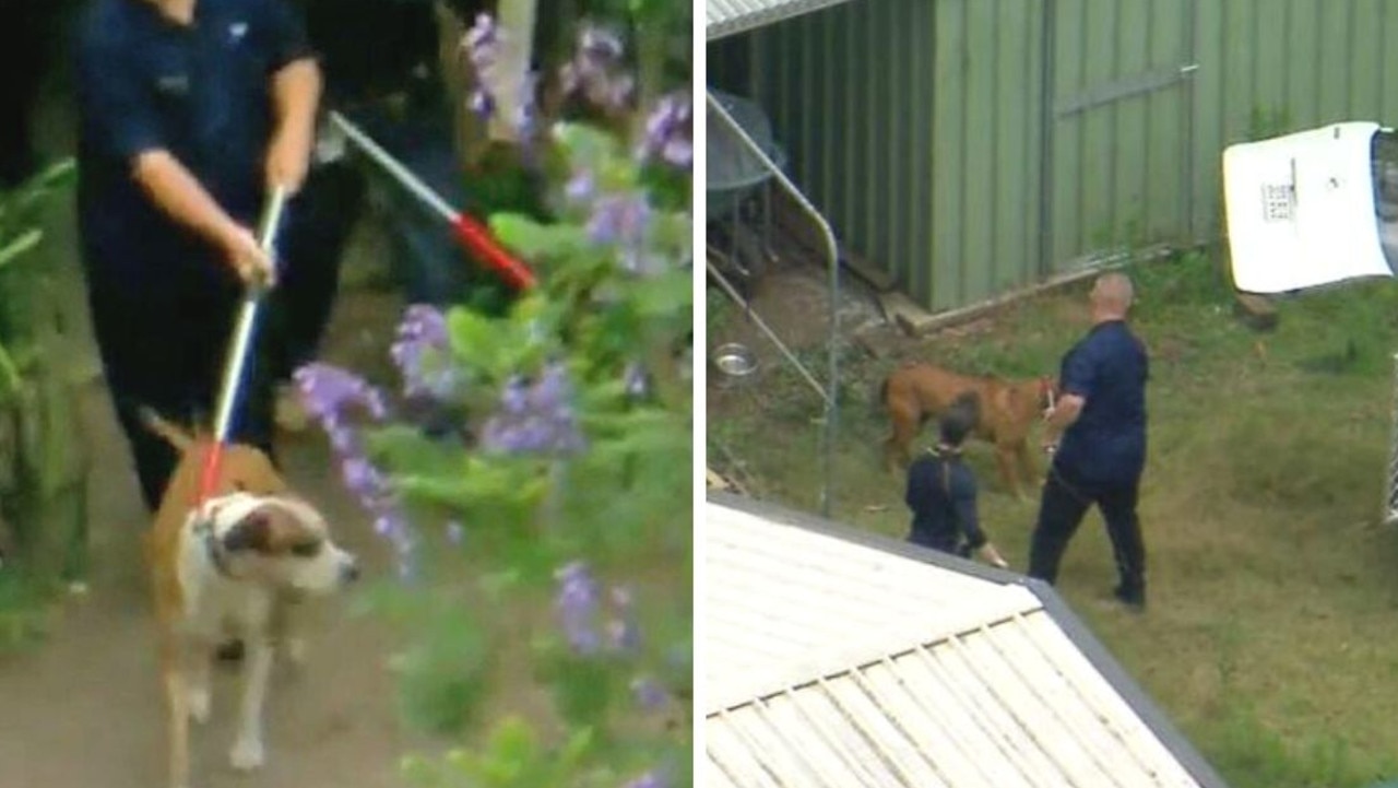 Logan City Council seized two dogs after mauling Kane Minion to death on Saturday in Greenbank. Picture 9News.