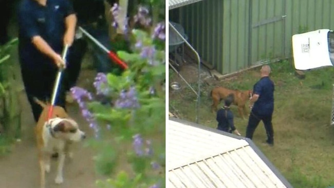 Logan City Council seized two dogs after mauling Kane Minion to death on Saturday in Greenbank. Picture 9News.