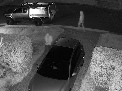 Footage has emerged of five people attempting to break into different cars on a Brisbane Street before getting "startled" by a security system and running away.