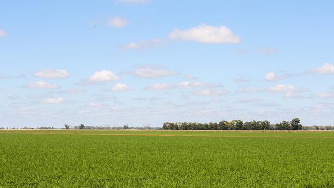 A Riverina rice crop. Picture: Emma Jane Industry