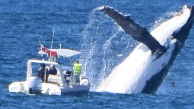 See shock photo of whale’s monster breach near boat