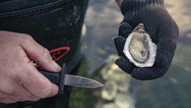 The South Australian Research and Development Institute is breeding oyster spat resistant to Pacific oyster mortality syndrome. Picture: Jonathan Van Der Knaap/SATC