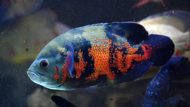 A1 Aquariums; Red Devil Cichlids, a common pet fish that becomes a pest when released into the wild. Picture: Alix Sweeney