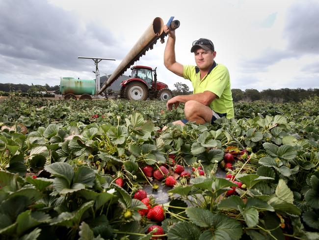 Farmhand Cameron Stevens has poisoned the Glass House Mountains strawberry fields as the market plummets. Picture: Steve Pohlner