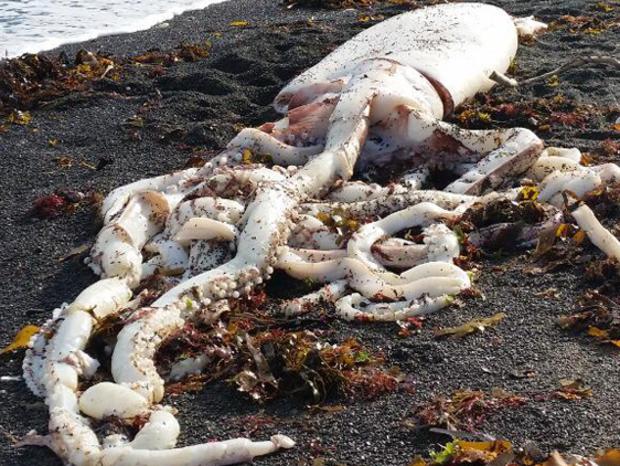 CREDIT: Facebook/Kaikoura Marine Centre and Aquarium A giant squid washed up on a beach on New Zealand's South Island this week, a local aquarium reported on its Facebook page.