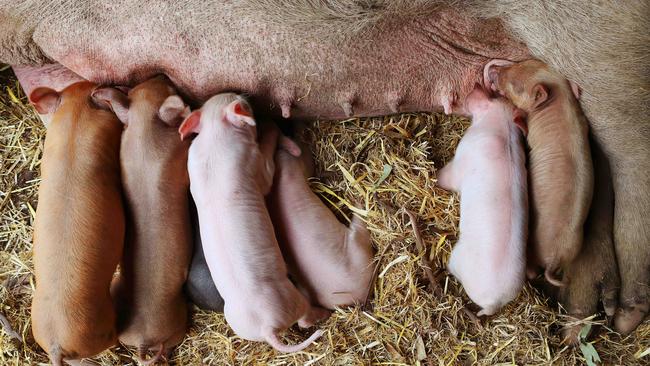 Tim Kingma has lost about 20 per cent of his pig production since February this year, due to an outbreak of mosquito-borne virus Japanese encephalitis Picture Rebecca Michael.