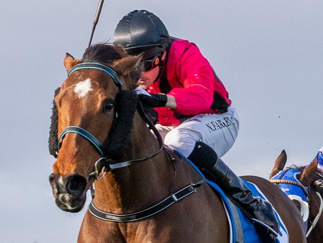 Press Down wins the Wylie Handicap at Morphettville. Picture: Makoto Kaneko