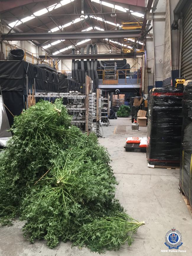 Five men were charged after cannabis plants worth more than $3.7 million were seized from factories in Artarmon. Picture: NSW Police