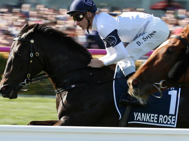 David Vandyke says “unusually” everything has gone smoothly in preparation for Yankee Rose’s long-awaited return. Picture: George Salpigtidis