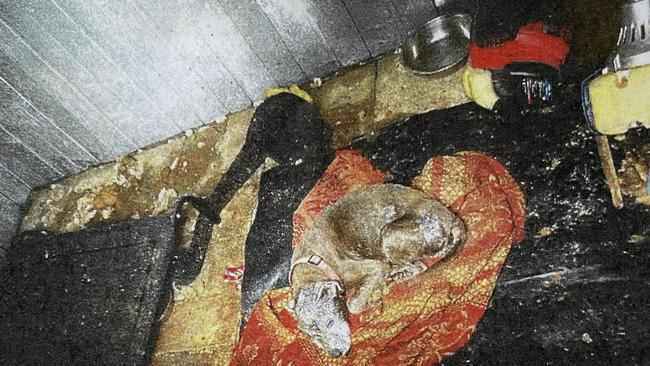 A dog was found in squalid conditions in a garden shed, surrounded by faeces, in the dark and without water with overgrown nails. Picture: RSPCA