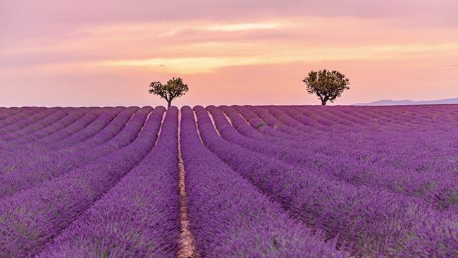 Big business: a commercial lavender crop