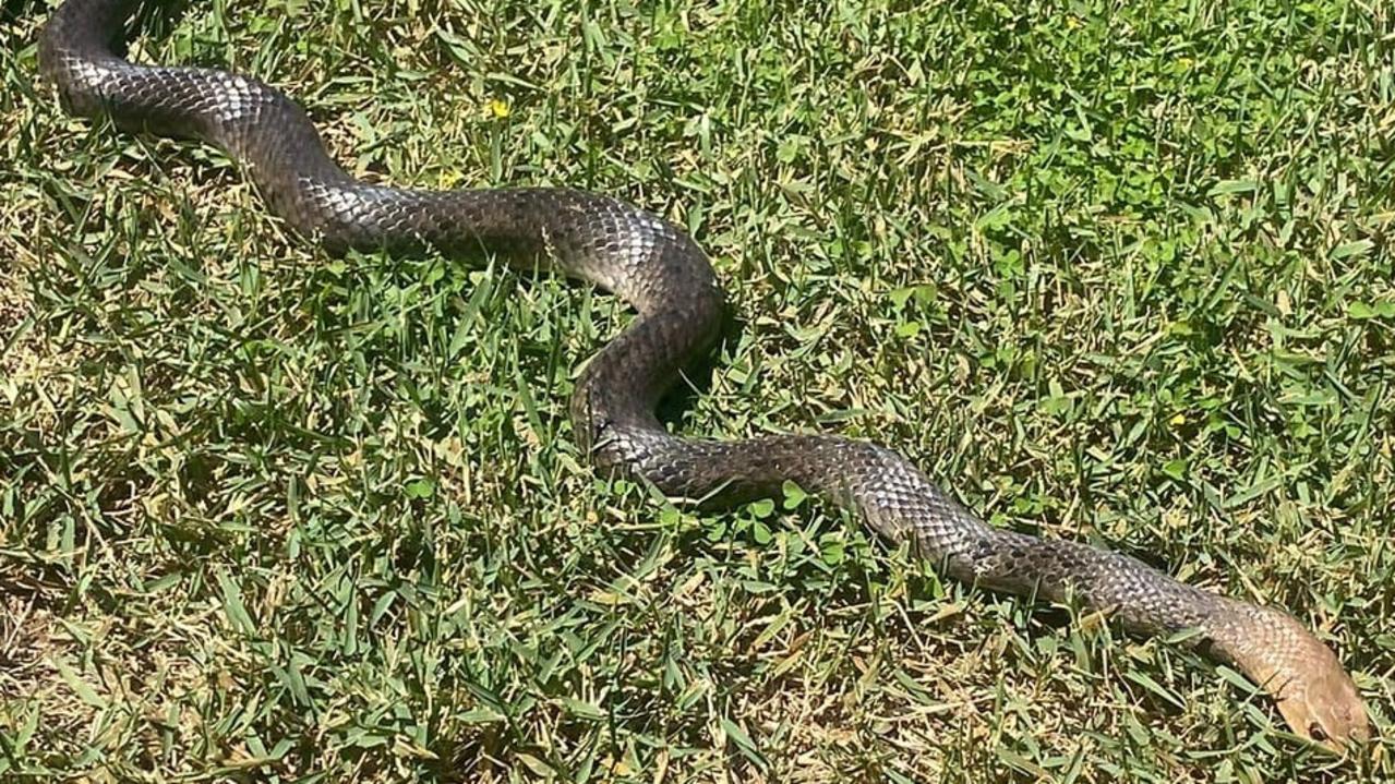 Marissa Pirovano recently shared this photo of a snake visiting her yard in Bundaberg.