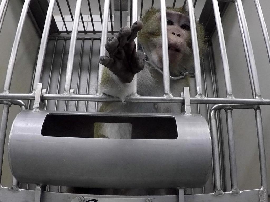 Another monkey in a cage. Picture: Cruelty Free International/Newsflash/australscope