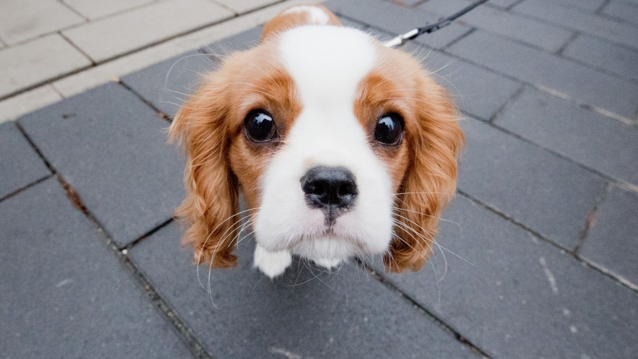 American family reunited with lost dog after eight years