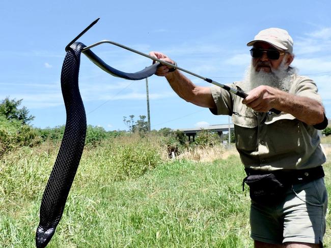 Take a look: Toowoomba snake catcher with huge blue bellied black