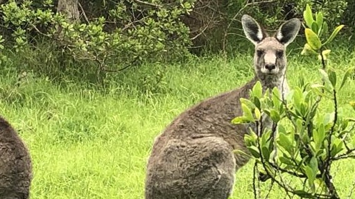 Eastern grey kangaroo population booms