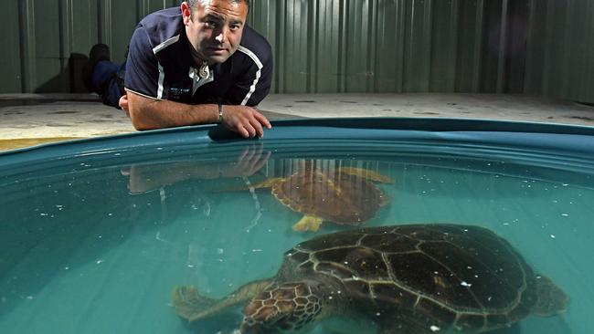 Australian Marine Wildlife Research Rescue Organisation president and founder Aaron Machado with the now-healthy sea turtles. Picture: TOM HUNTLEY