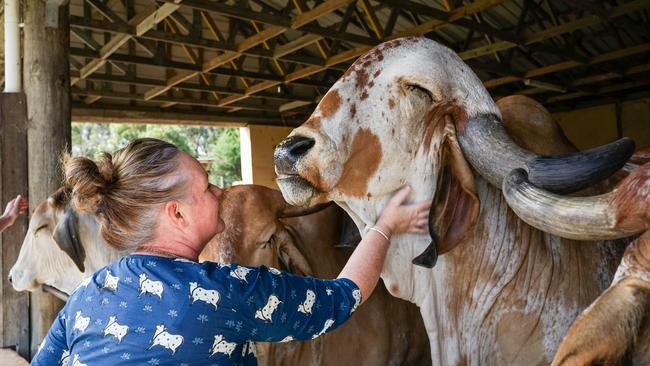 Atulya and Gir cow Revati at Hare Krishna Valley, Bambra. Picture: Rachel Simmonds