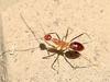 Vicious acid-spraying ants found in suburbs