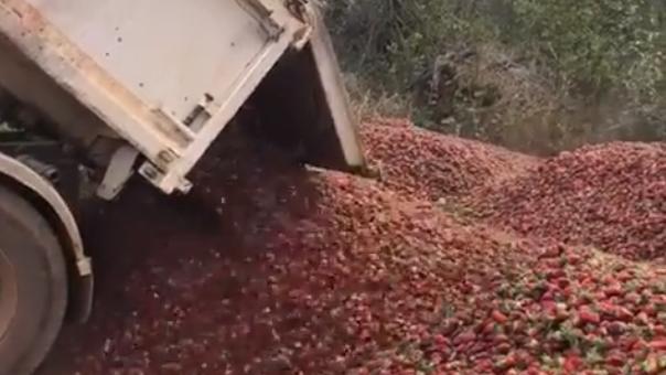 Donnybrook Berries - one of three Queensland farms withdrawn from the market over the needle scare - was  forced to dump its stock, and start again due to the trade-level recall.The video, posted to social media by Stephanie Chheang – who says she’s the daughter of Donnybrook Berry’s owner – shows piles of strawberries left to rot.