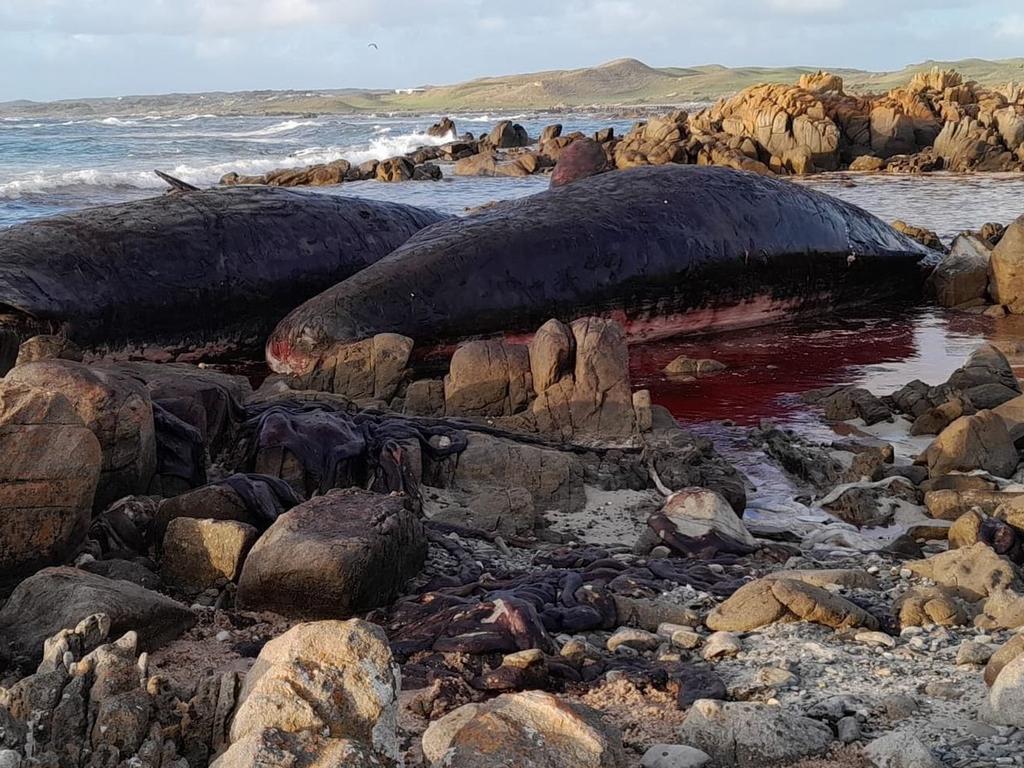 Australia whales: 90 dead in mass stranding off Tasmania - BBC News