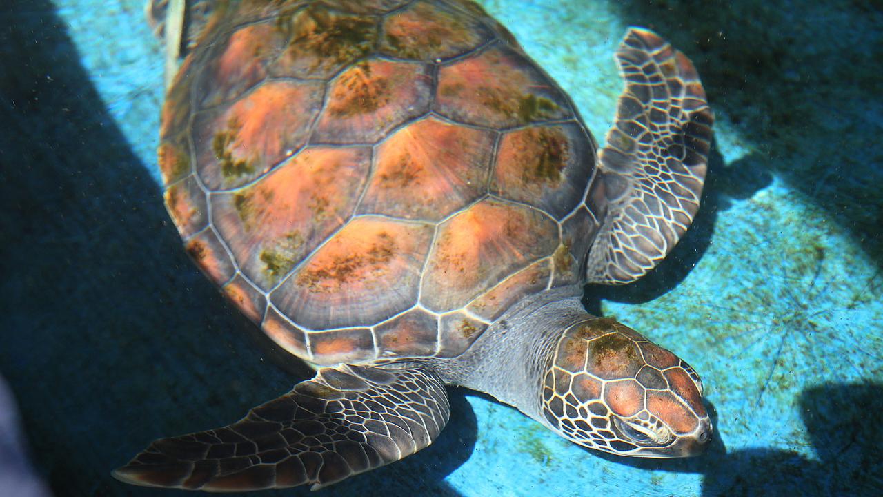 Inner Wheel Australia sponsors Tilly the sea turtle in Cairns | The ...