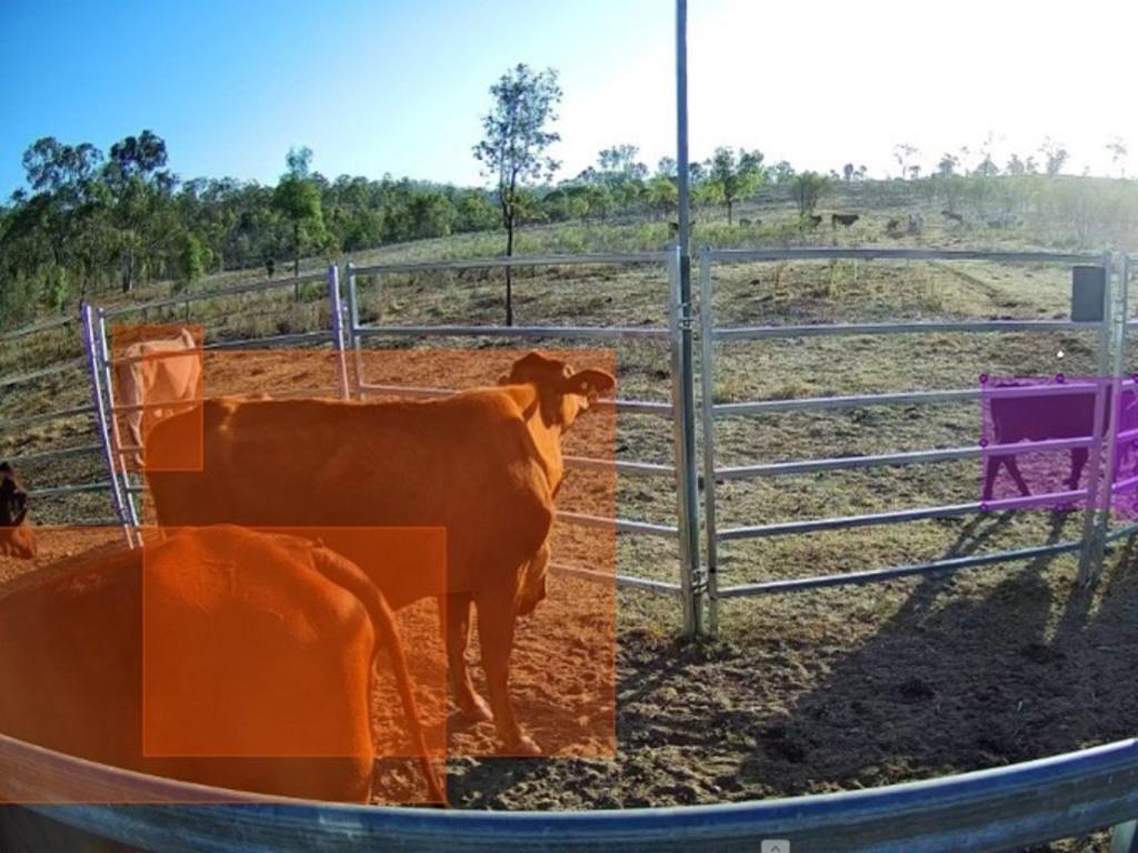 The Department of Agriculture and Fisheries and Goondiwindi-based company Infarm have collaborated to create a prototype automated camera system to detect cattle and monitor their condition. Photo: DAF and InFarm