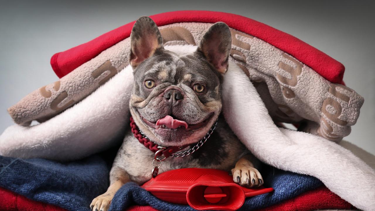 Own a dog? Make sure you keep an eye out for this as winter nears