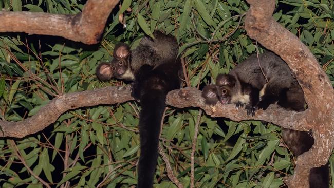 The threatened southern greater glider, photographed in the Nerang National Park in the Gold Coast hinterland. Photograph: Photographers Downunder.