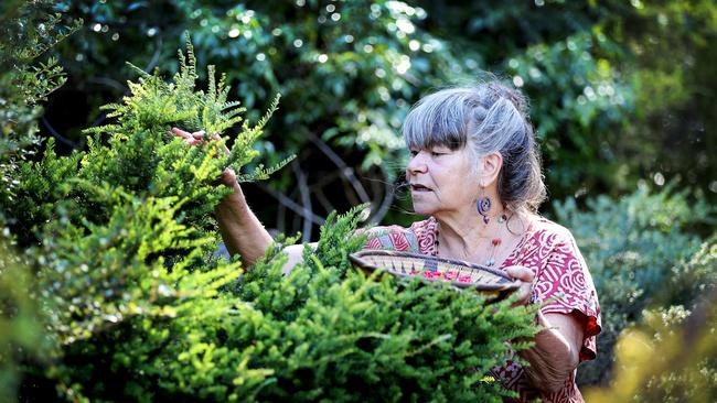 Kris Schaffer, says Aboriginal people have known about the healing powers of plants for thousands of years. Picture: SAM ROSEWARNE