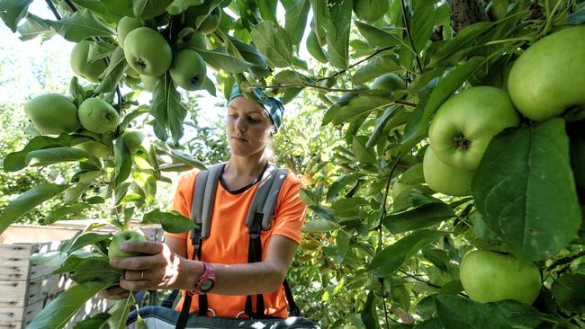 Belgium backpacker Plaloe Miclotte picking fruits in the Goulburn Valley. Picture: Luis Enrique Ascui