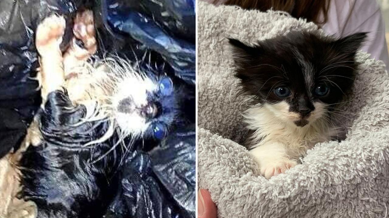 Pyrmont: Kitten Miri found in bin bag, police launch investigation ...